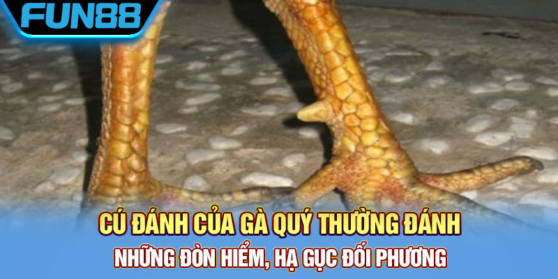 Cú đánh của gà quý thường đánh những đòn hiểm, hạ gục đối phương