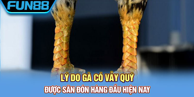 Lý do gà có vảy quý được săn đón hàng đầu hiện nay