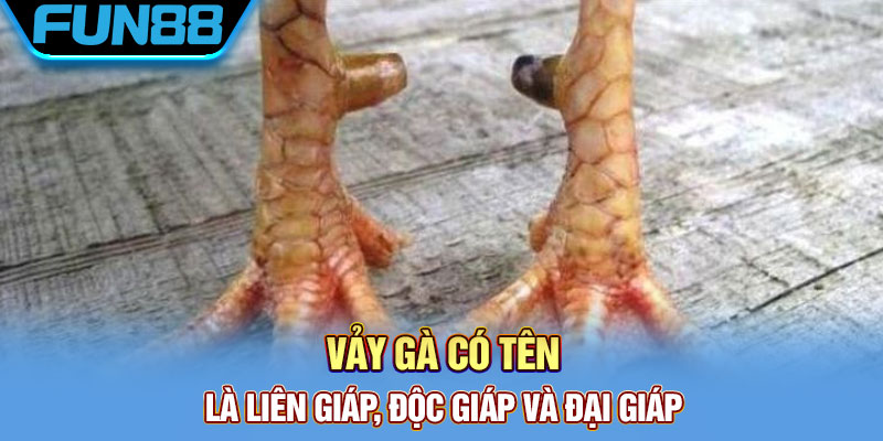 Vảy gà có tên là liên giáp, độc giáp và đại giáp