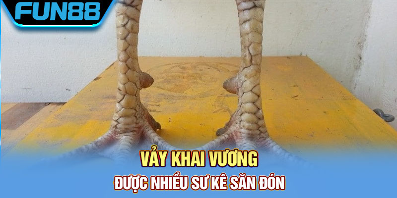 Vảy khai vương được nhiều sư kê săn đón
